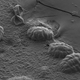 A scanning electron micrograph image of six tardigrades in their dehydrated state. When tardigrades dry out they retract their legs and heads within their cuticle forming a ball like shape known as a “tun.” (Image: T. C. Boothby)